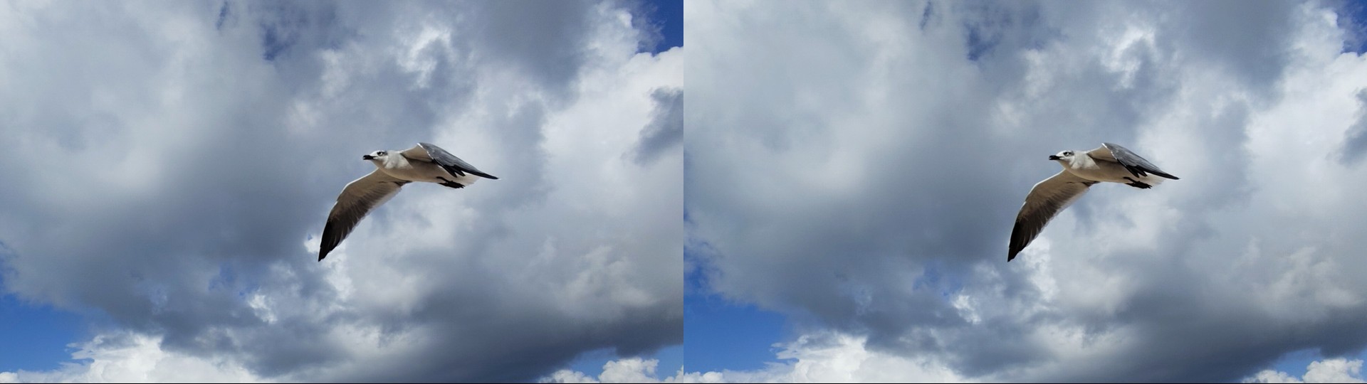 Flying Gull